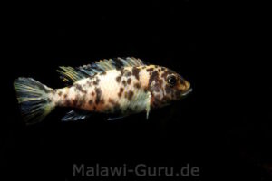 Metriaclima fainzilberi 'Lupingu'